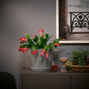 SCHLUMBERGERA φυτό σε γλάστρα/Χριστουγεννιάτικος κάκτος, 12 cm 705.878.46