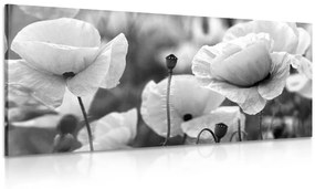 Εικόνα ενός πανέμορφου χωραφιού με παπαρούνες σε ασπρόμαυρο - 100x50