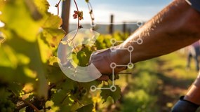 Intra Συλλεκτικό Ξύλινο Παζλ Plywood 4mm - Άτομο που μαζεύει σταφύλια στον αμπελώνα Σε Ξύλινο Κουτί - Διαστάσεις: 10x10 cm – 25 κομμάτια