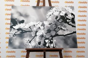 Εικόνα άνθη κερασιάς σε μαύρο & άσπρο - 60x40