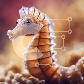 Intra Συλλεκτικό Ξύλινο Παζλ Plywood 4mm - Κοντινή όψη ενός ιππόκαμπου Σε Ξύλινο Κουτί - Διαστάσεις: 10x10 cm – 25 κομμάτια