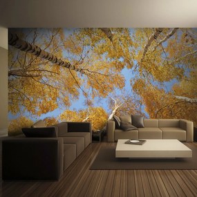 Φωτοταπετσαρία - Autumnal treetops 350x270