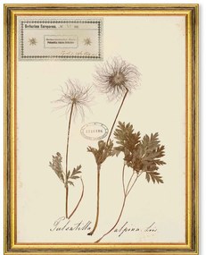 Κάδρο Herbarium Alpinium XI FA13465 35x50cm Multi MindTheGap Vertical Wood, Glass