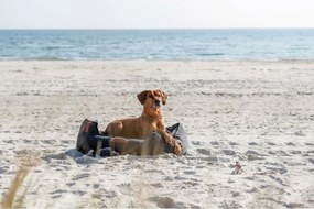 Κολάρο Εκπαίδευσης Σκύλων Trixie Be Nordic Γκρι 60 cm