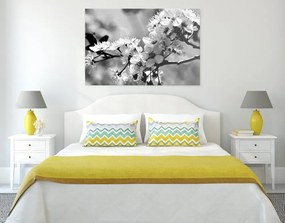 Εικόνα άνθη κερασιάς σε μαύρο & άσπρο - 120x80