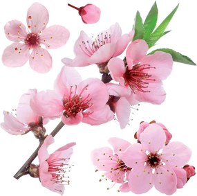 Cherry Blossom αυτοκόλλητα τοίχου βινυλίου (54327)