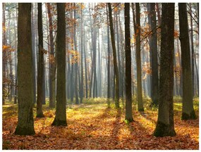 Φωτοταπετσαρία - Autumn trees 250x193