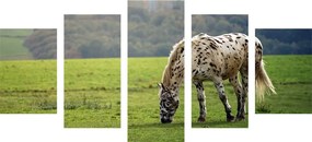 Εικόνα 5 μερών ενός αλόγου σε ένα λιβάδι