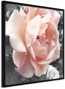 Αφίσα - Delicate Rose - 50x50 - Μαύρο - Χωρίς πασπαρτού