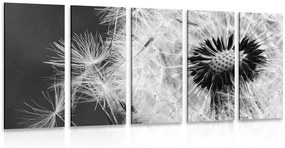 5 μέρη εικόνα σπόροι πικραλίδας σε μαύρο & άσπρο - 200x100