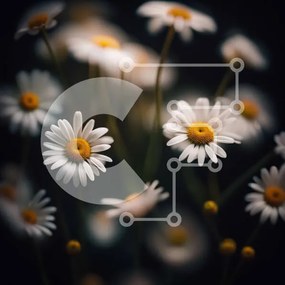 Intra Συλλεκτικό Ξύλινο Παζλ Plywood 4mm - Όμορφη εικόνα λευκών μαργαριτών σε σκούρο φόντο Σε Ξύλινο Κουτί - Διαστάσεις: 10x10 cm – 25 κομμάτια