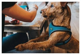 Λουρί Σκύλου Hunter Hilo Comfort 55-60 cm Πορτοκαλί M