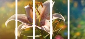 Εικόνα 5 μερών ενός όμορφου λουλουδιού με ρετρό πινελιά