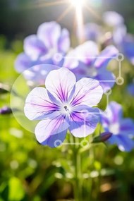 Σετ των 2 Intra Συλλεκτικό Ξύλινο Παζλ Plywood 4mm - Μωβ λουλούδια σε ένα πράσινο πεδίο Σε Ξύλινο Κουτί - Διαστάσεις: 10x10 cm – 25 κομμάτια