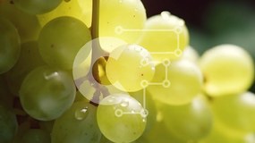 Intra Συλλεκτικό Ξύλινο Παζλ Plywood 4mm - Πράσινα σταφύλια που κρέμονται από ένα αμπέλι Σε Ξύλινο Κουτί - Διαστάσεις: 10x10 cm – 25 κομμάτια