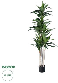 GloboStar® Artificial Garden DRACAENA SILK 20044 Τεχνητό Διακοσμητικό Φυτό Δράκαινα Υ170cm