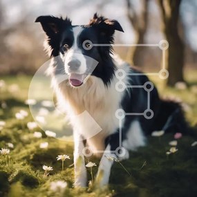 Intra Συλλεκτικό Ξύλινο Παζλ Plywood  4mm - Μαύρο και άσπρο Border Collie Dog στη φύση Σε Ξύλινο Κουτί - Διαστάσεις: 10x10 cm – 25 κομμάτια