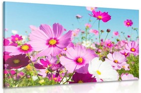 Εικόνα λιβάδι με ανοιξιάτικα λουλούδια