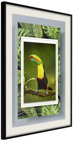 Αφίσα - Toucan in the Frame - 20x30 - Μαύρο - Με πασπαρτού