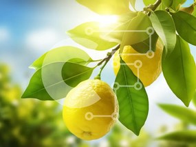 Intra Συλλεκτικό Ξύλινο Παζλ Plywood 4mm - Κλαδί λεμονιάς με ώριμα λεμόνια Σε Ξύλινο Κουτί - Διαστάσεις: 10x10 cm – 25 κομμάτια