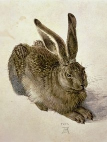 Αναπαραγωγή Hare (1502), Albrecht Drer