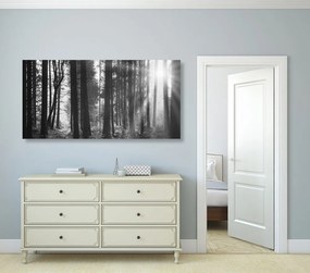 Εικόνα δάσους ηλιόλουστο σε μαύρο & άσπρο - 120x60