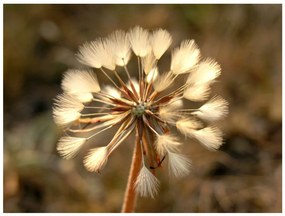 Φωτοταπετσαρία - Summer time - dandelion 250x193