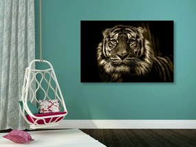 Εικόνα τίγρη σε σχέδιο σέπια - 120x80