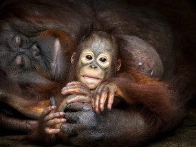 Φωτογραφία Lazy day with Mom, Prabu Dennaga