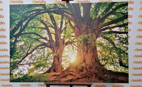 Εικόνα μεγαλοπρεπή δέντρα - 60x40
