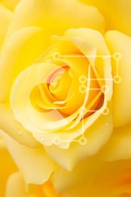 Intra Συλλεκτικό Ξύλινο Παζλ Plywood 4mm - Κοντινό πλάνο ενός κίτρινου τριαντάφυλλου Σε Ξύλινο Κουτί - Διαστάσεις Puzzle: 10x10 cm – 25 κομμάτια