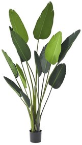 Φυτό Μπανανία 80890 185cm Green Πλαστικό