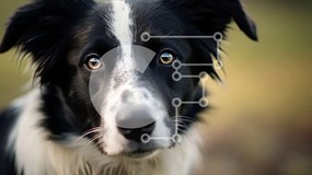 Intra Συλλεκτικό Ξύλινο Παζλ Plywood  4mm - Μαύρο και άσπρο Border Collie Dog με περίεργη έκφραση Σε Ξύλινο Κουτί - Διαστάσεις: 10x10 cm – 25 κομμάτια