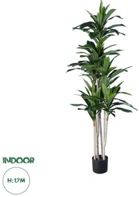 20044 GloboStar® Artificial Garden DRACAENA SILK 20044 - Τεχνητό Διακοσμητικό Φυτό Δράκαινα Υ170cm