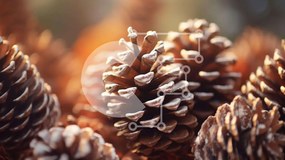 Intra Συλλεκτικό Ξύλινο Παζλ Plywood 4mm - Κοντινό πλάνο κουκουνάρια σε διάφορα στάδια ωρίμανσης Σε Ξύλινο Κουτί - Διαστάσεις: 10x10 cm – 25 κομμάτια