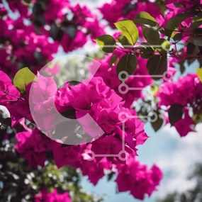 Intra Συλλεκτικό Ξύλινο Παζλ Plywood 4mm - Ανθισμένο ροζ βουκαμβίλιες την άνοιξη Σε Ξύλινο Κουτί - Διαστάσεις: 10x10 cm – 25 κομμάτια