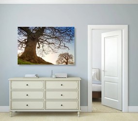 Εικόνα συμβίωση δέντρων - 90x60