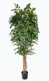 FICUS TREE NP230_210_UV Ύψος 210cm