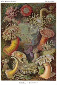 Αφίσα Ernst Haeckel - Seeanemonen