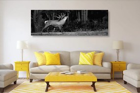 Εικόνα ενός μεγαλοπρεπούς ελαφιού σε ασπρόμαυρο - 150x50