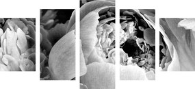 Εικόνα 5 τμημάτων ασπρόμαυρα πέταλα λουλουδιών