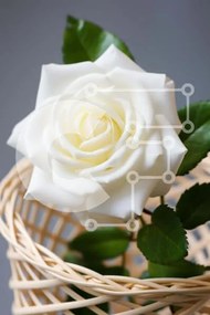 Σετ των 2 Intra Συλλεκτικό Ξύλινο Παζλ Plywood 4mm - Λευκό τριαντάφυλλο σε ψάθινο καλάθι Σε Ξύλινο Κουτί - Διαστάσεις: 10x10 cm – 25 κομμάτια