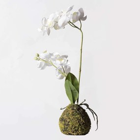 Τεχνητό Φυτό Ορχιδέα Με Βάση Moss 6070-6 20x20x40cm White Supergreens Polyethylene