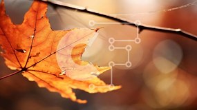 Intra Συλλεκτικό Ξύλινο Παζλ Plywood 4mm - Φθινοπωρινό πορτοκαλί φύλλο που κρέμεται από κλαδί Σε Ξύλινο Κουτί - Διαστάσεις: 10x10 cm – 25 κομμάτια