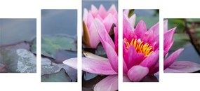 Εικόνα 5 τμημάτων ροζ λουλούδι λωτού - 200x100