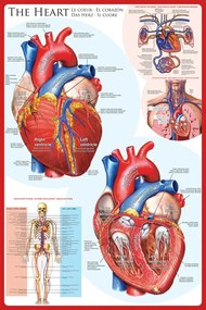 Αφίσα The Heart