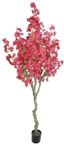 New plan BOUGAINVILLEA NP0421 210 ΥΨΟΣ 210cm Τεμαχιο