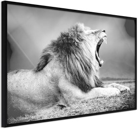 Αφίσα - Yawning Lion - 60x40 - Μαύρο - Χωρίς πασπαρτού