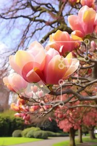 Σετ των 2 Intra Συλλεκτικό Ξύλινο Παζλ Plywood 4mm - Ροζ δέντρο Magnolia στο Spring Park Σε Ξύλινο Κουτί - Διαστάσεις: 10x10 cm – 25 κομμάτια