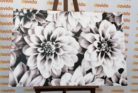 Εικόνα τρυφερών λουλουδιών ντάλιας σε μαύρο & άσπρο - 60x40